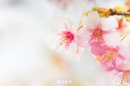 ʺϷȦ