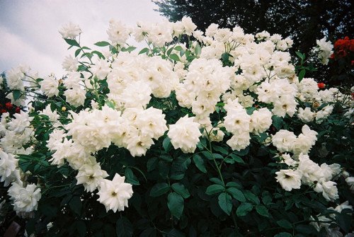 ͯδһֵý (5)